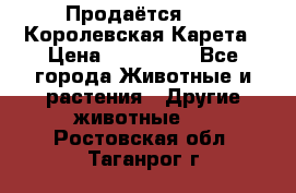 Продаётся!     Королевская Карета › Цена ­ 300 000 - Все города Животные и растения » Другие животные   . Ростовская обл.,Таганрог г.